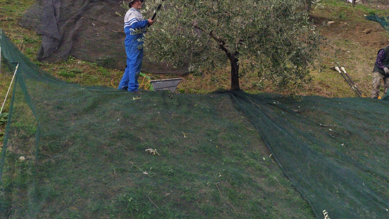 Photo of Others in Santa Reparata