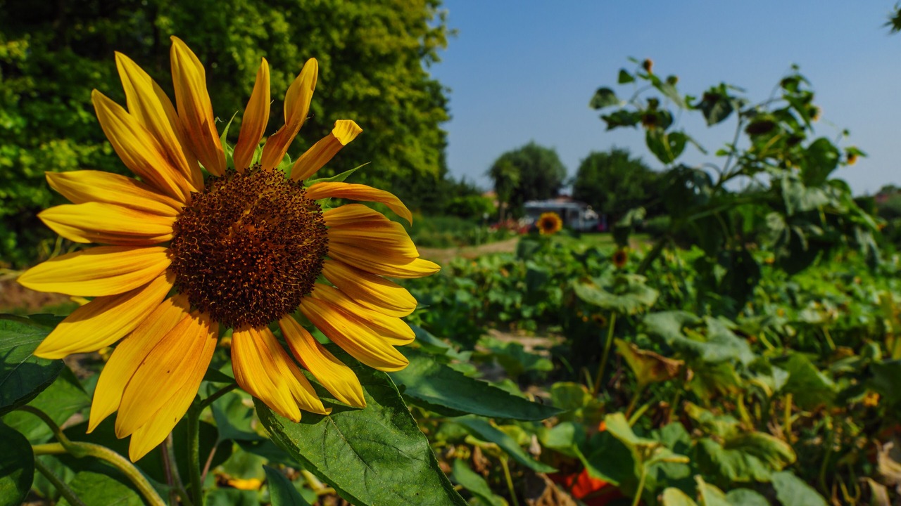 Photo of Outdoor in Malcontenta