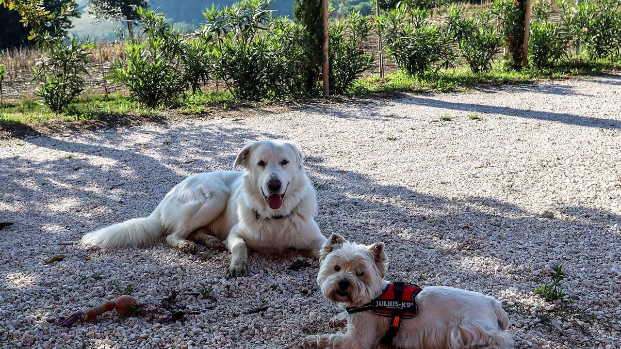 Photo of Outdoor in Serra de' Conti