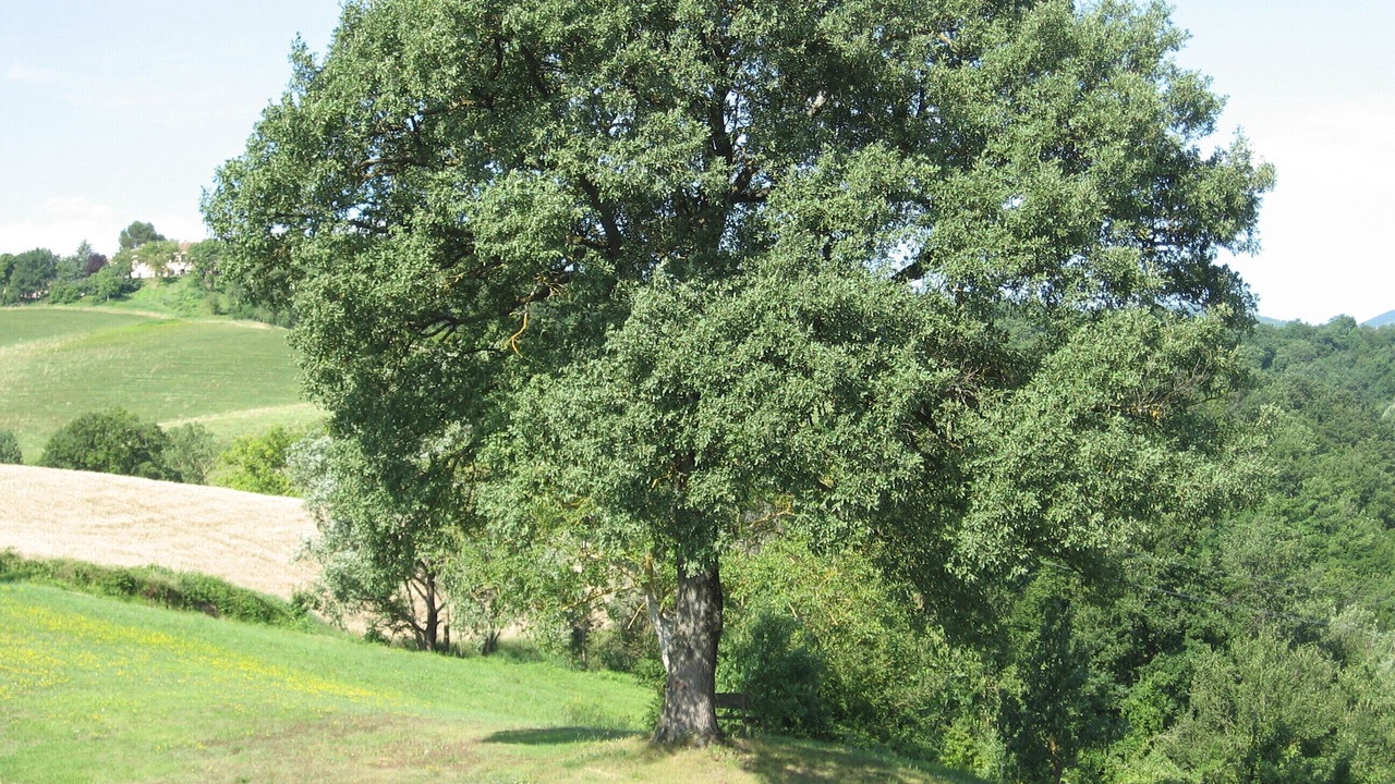 Photo of Outdoor in Acqualagna