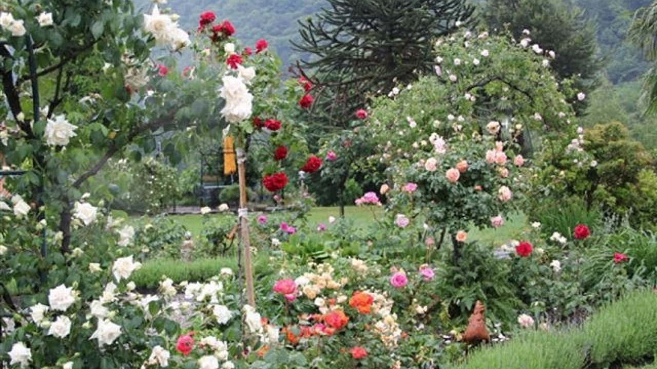 Photo of Outdoor in Cannobio