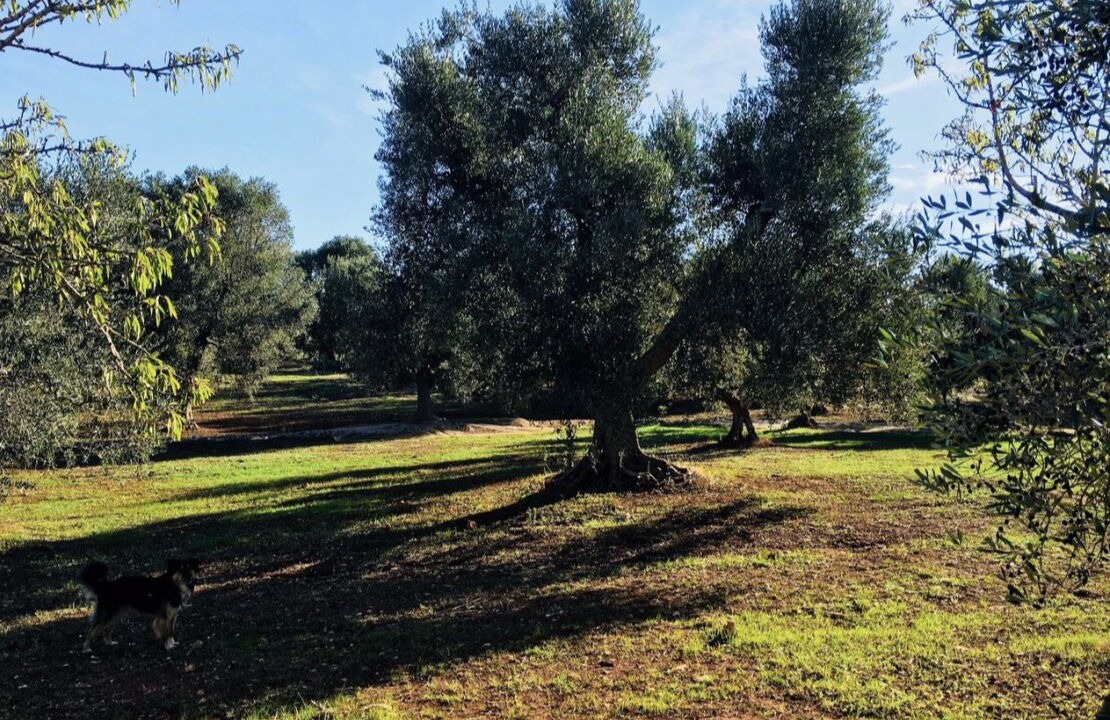 Photo of Outdoor in Ostuni