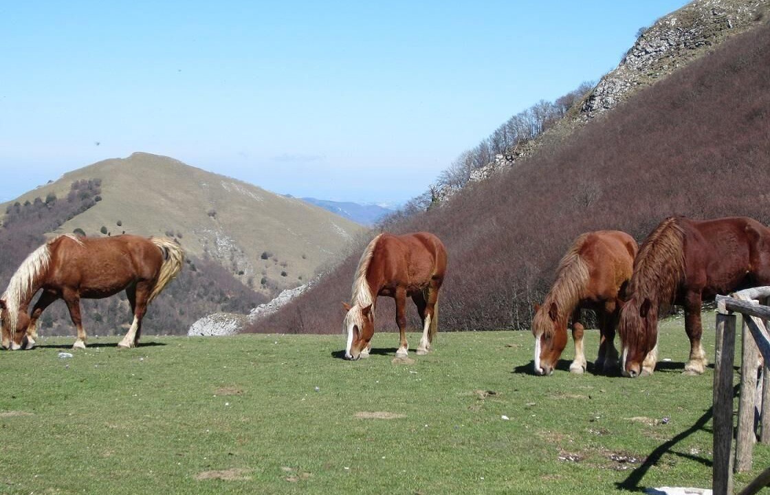 Photo of Others in Arcevia