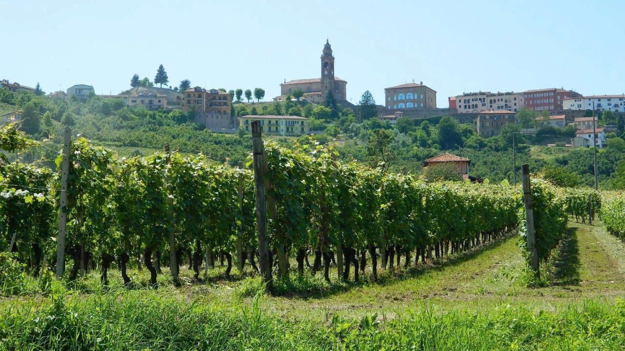 Photo of Outdoor in Diano d'Alba
