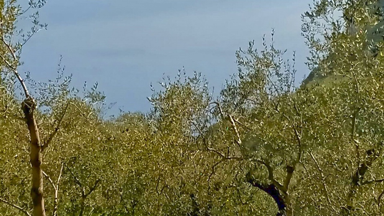 Photo of Outdoor in Arias