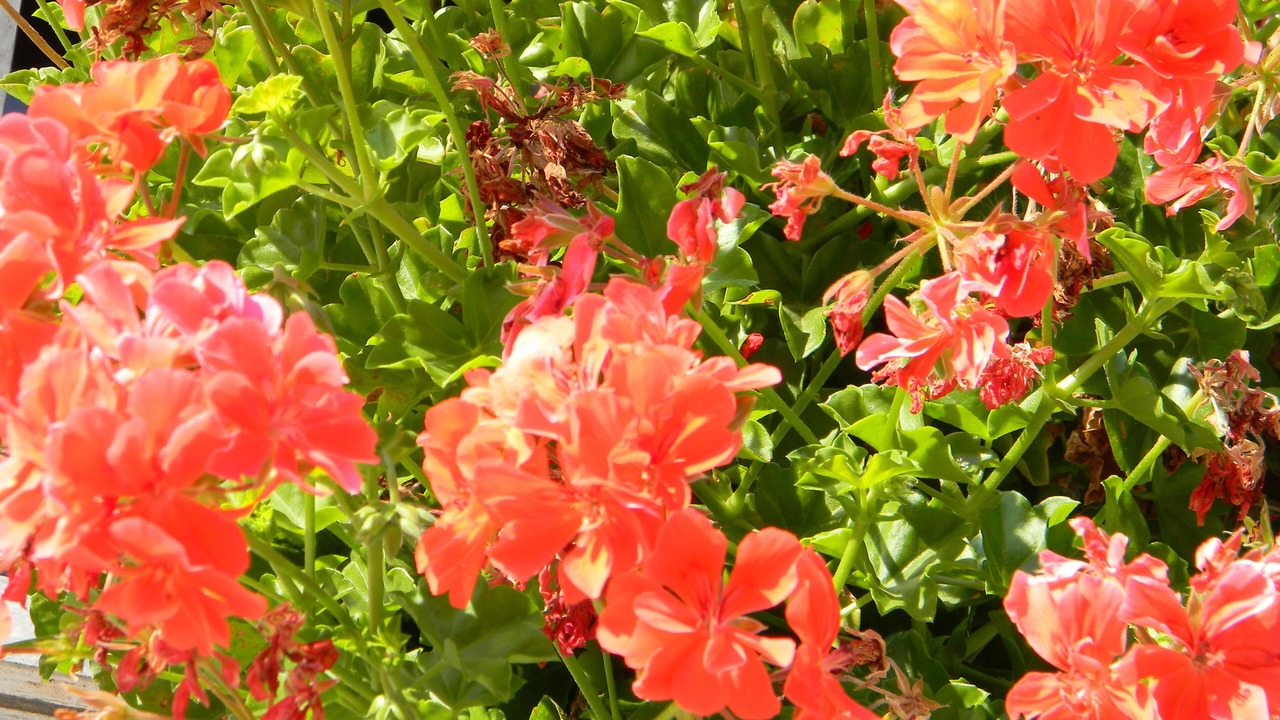 Photo of Outdoor in Calamandrana