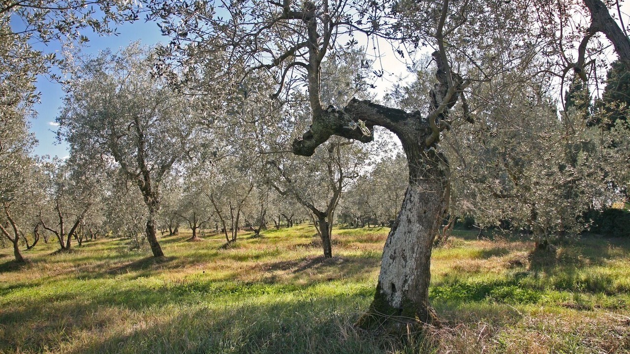 Photo of Outdoor in San Pietro in Bossolo
