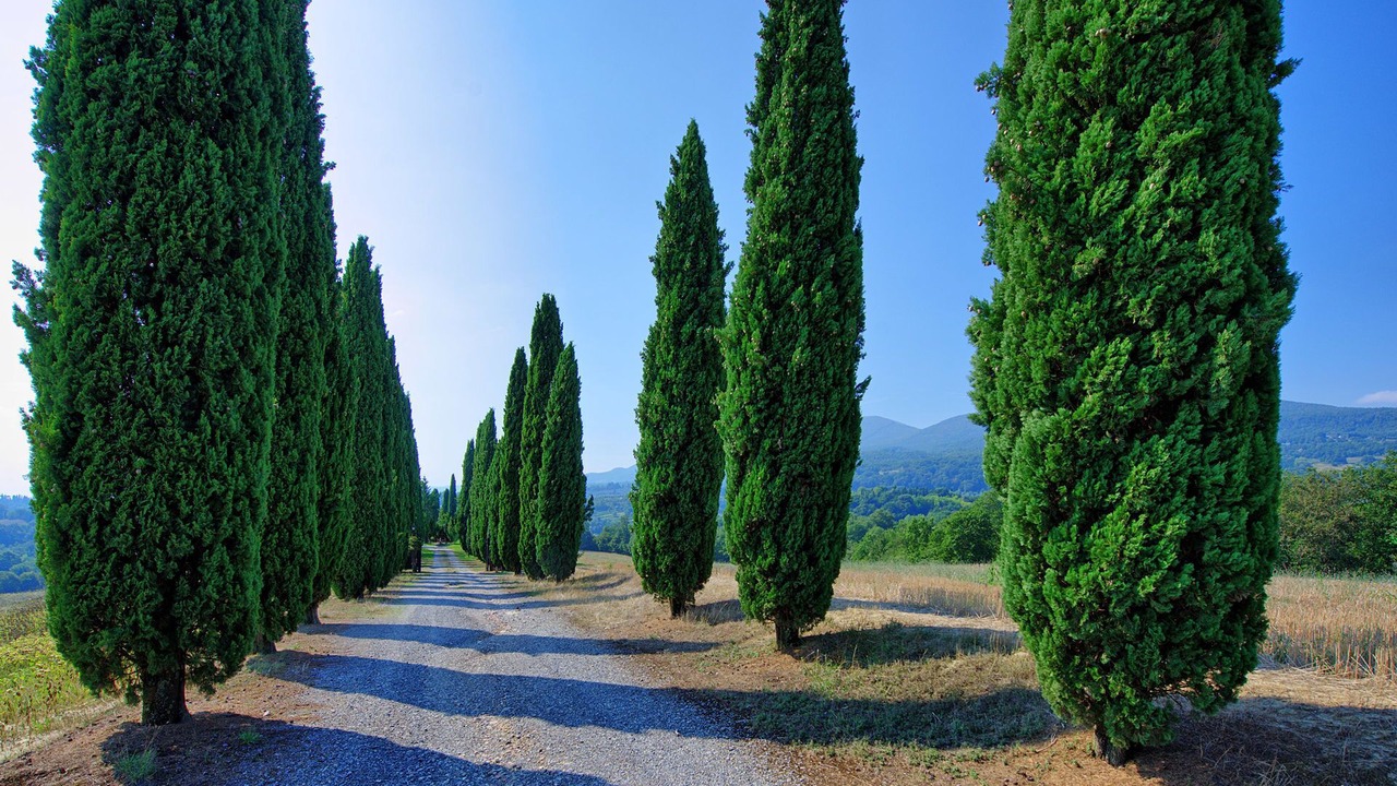 Photo of Others in Cetona