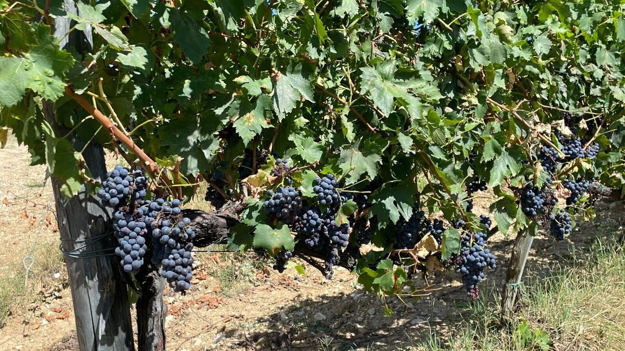 Photo of Others in Castellina in Chianti
