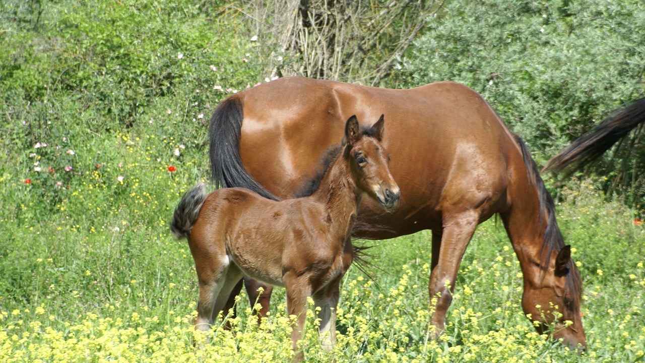 Photo of Outdoor in Il Poggio