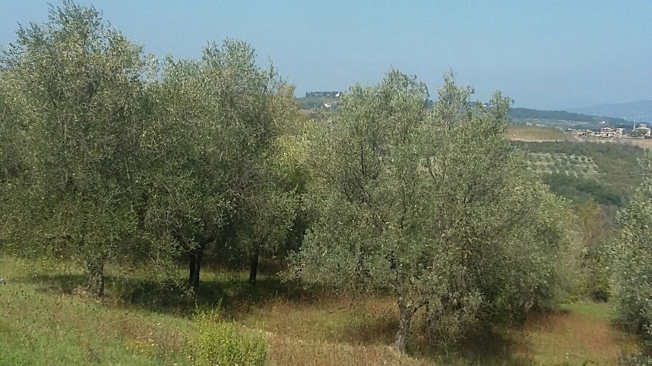 Photo of Outdoor in Montespertoli