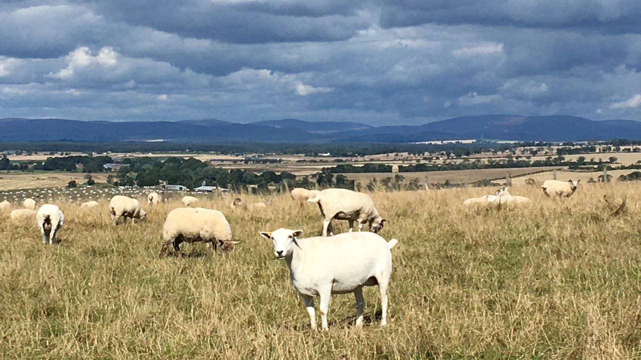 Photo of Others in Letham Grange