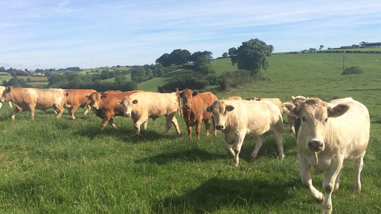 Photo of Outdoor in Loughbrickland