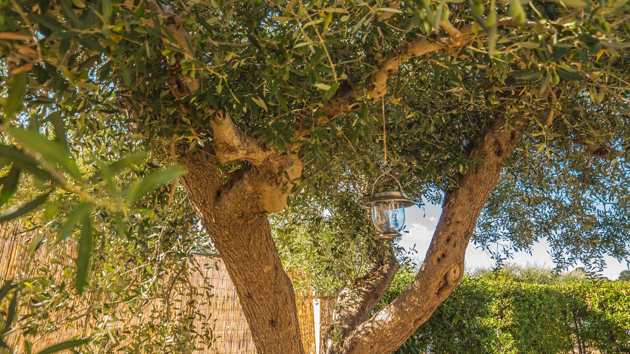 Photo of Outdoor in Locorotondo
