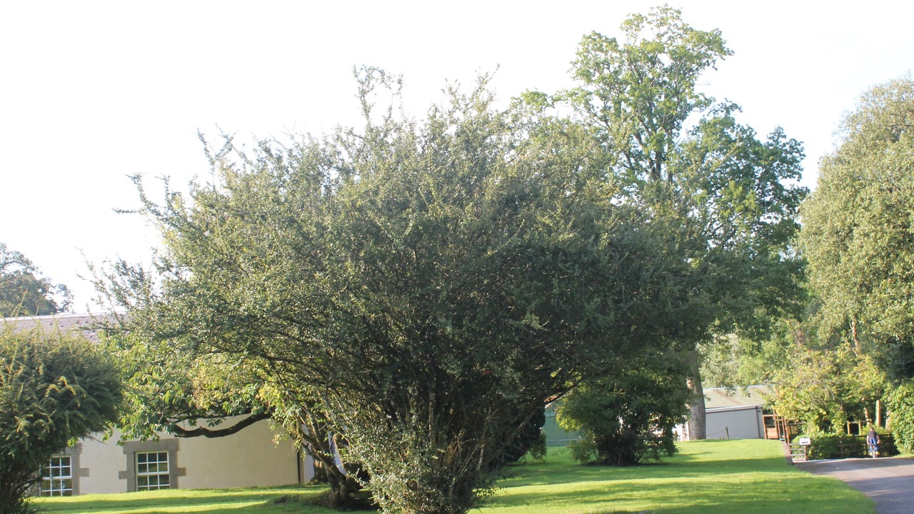 Photo of Outdoor in Fivemiletown