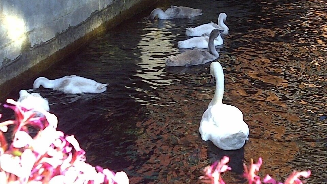 Photo of Others in Cassone