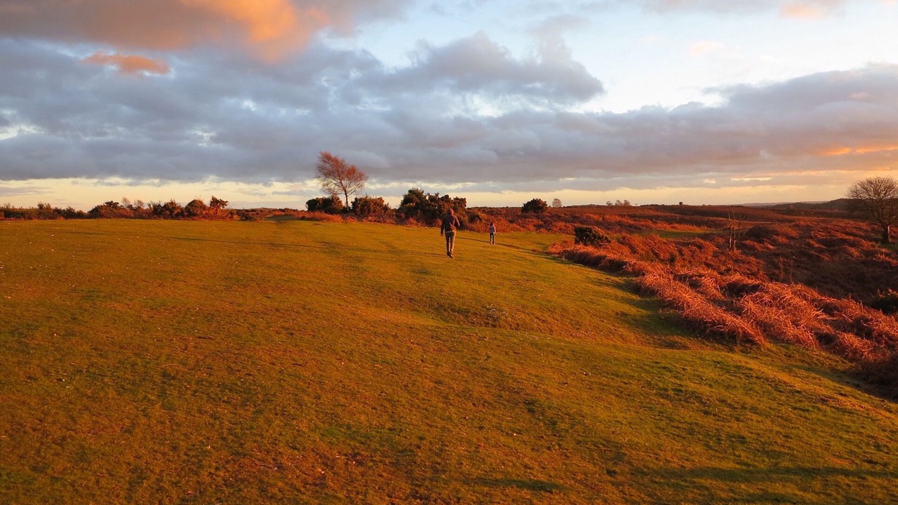 Photo of Others in New Forest District