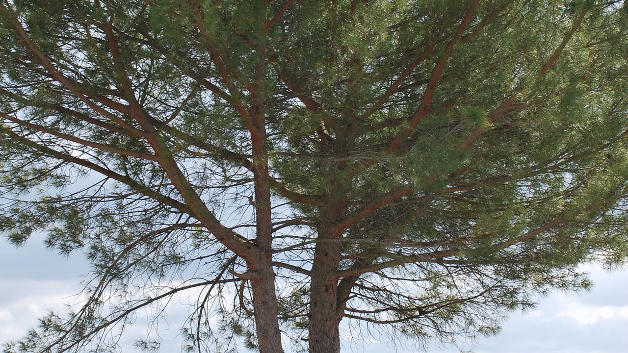 Photo of Outdoor in Panzano in Chianti