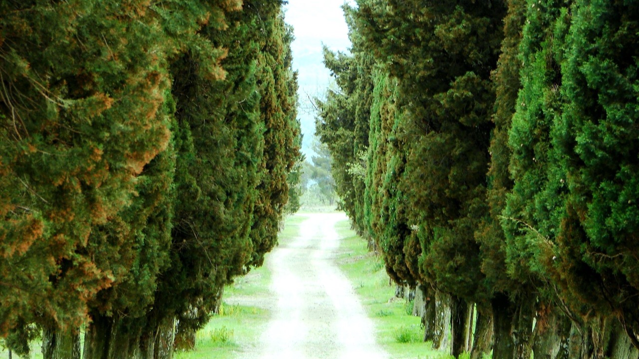 Photo of Others in Loro Ciuffenna