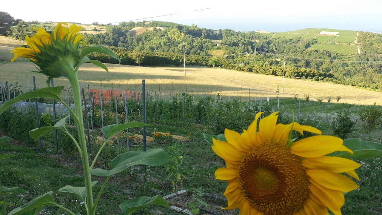 Photo of Outdoor in Dogliani