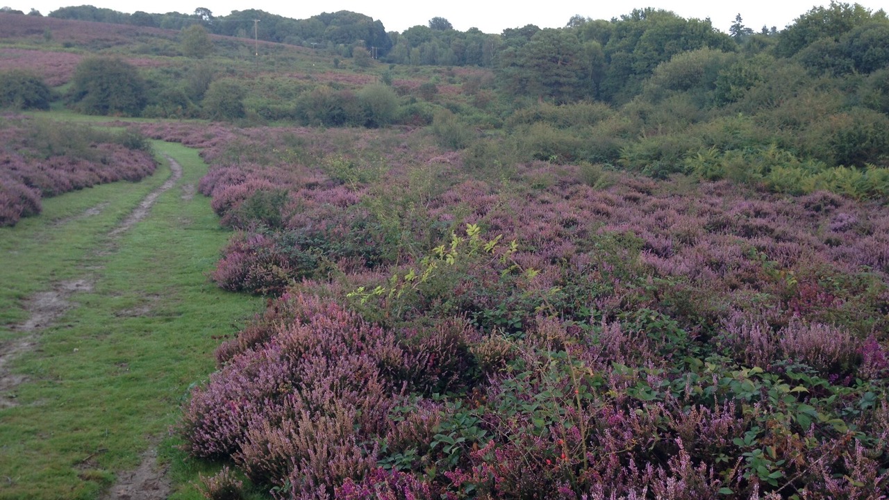 Photo of Others in New Forest District