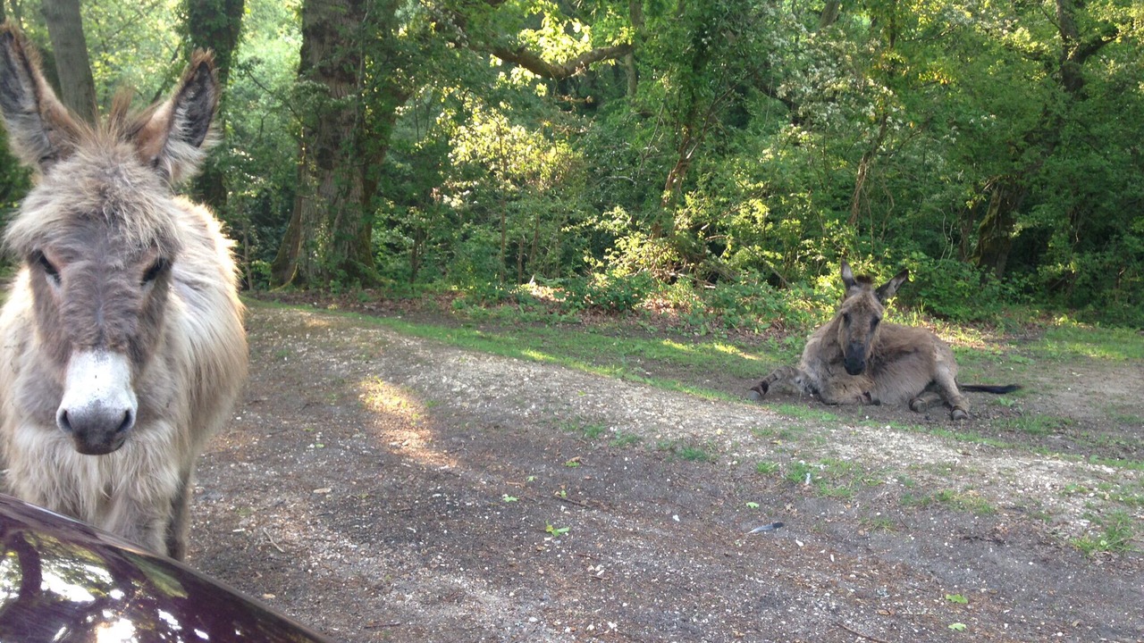 Photo of Others in New Forest District