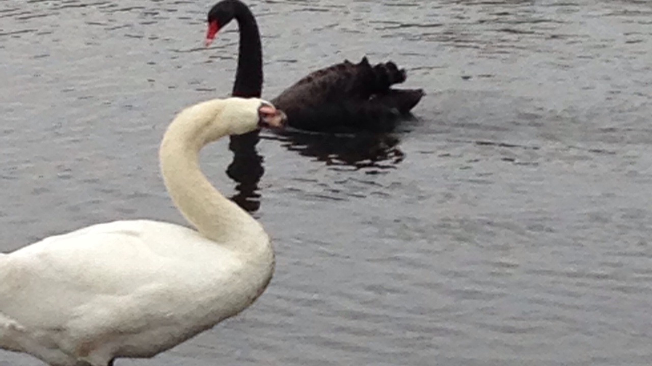 Photo of Others in New Forest District
