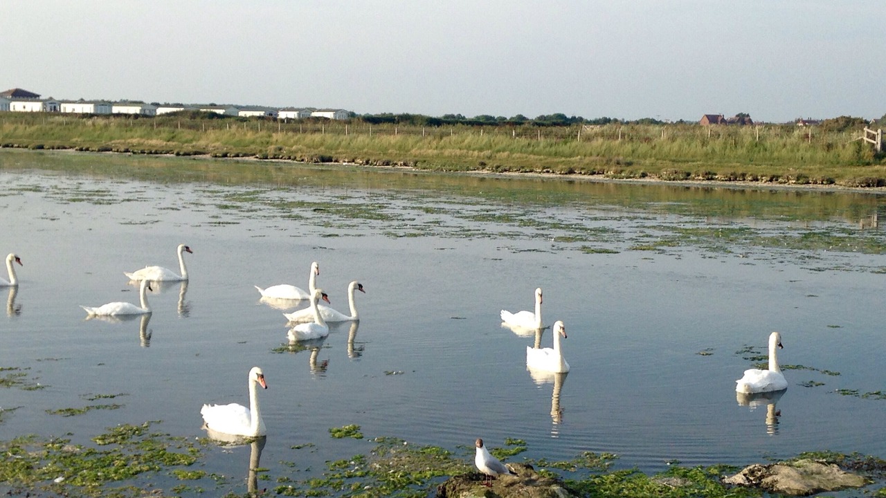 Photo of Others in New Forest District