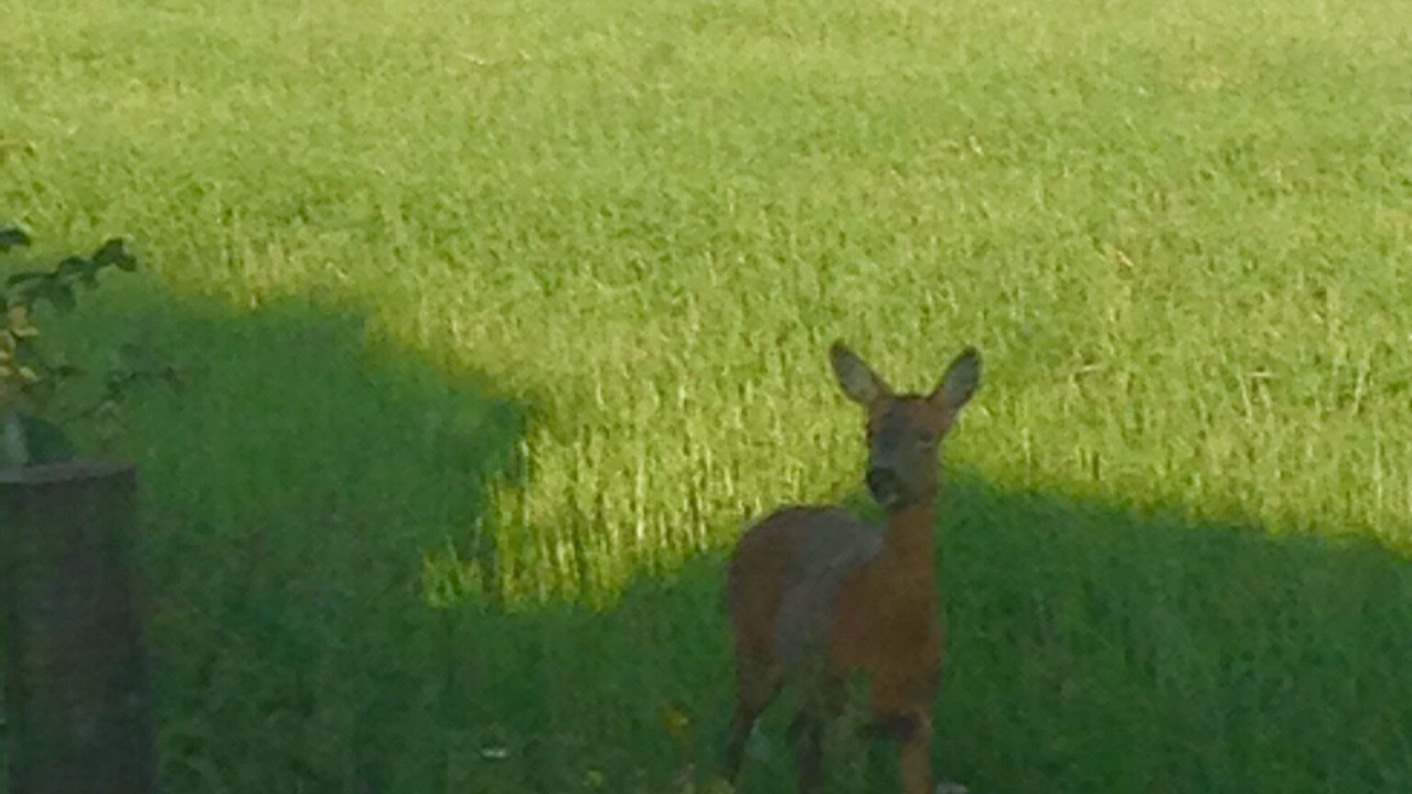 Photo of Others in New Forest District