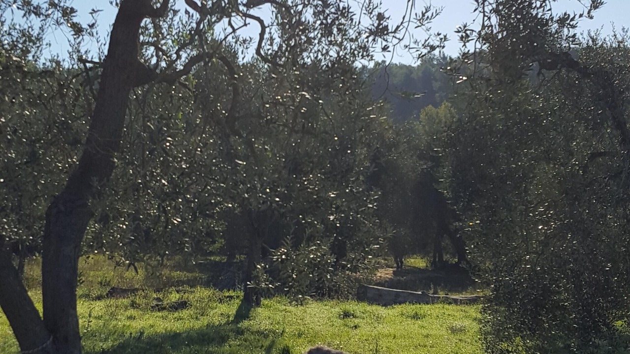 Photo of Outdoor in Amelia