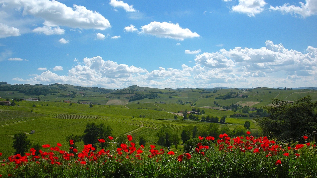 Photo of Others in Nizza Monferrato