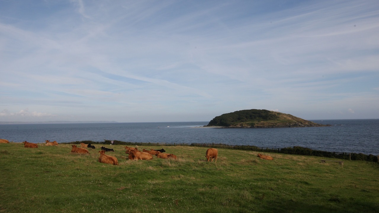 Photo of Others in West Looe