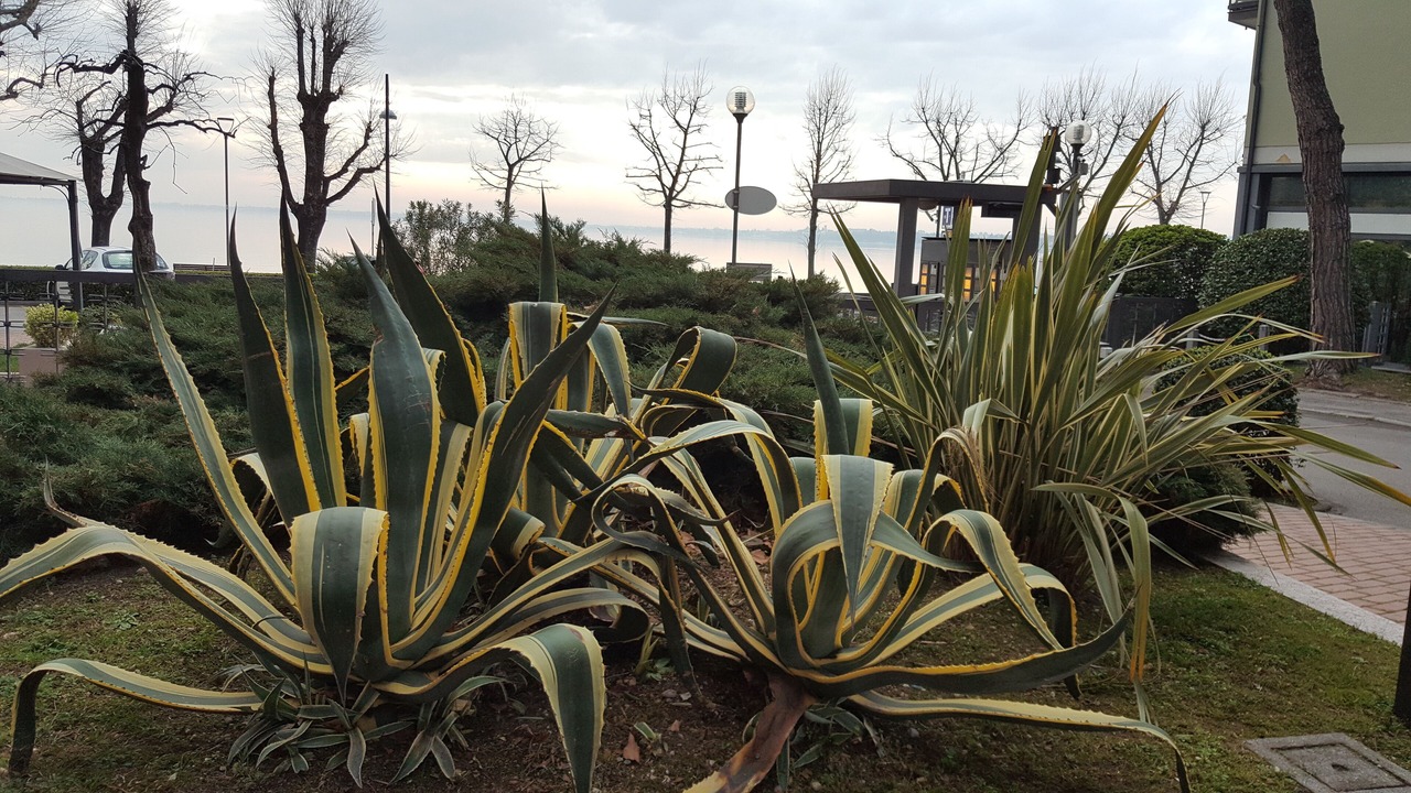 Photo of Outdoor in Desenzano del Garda