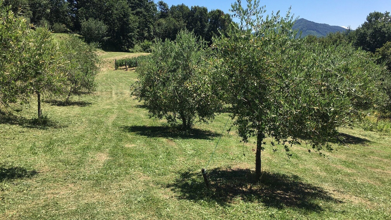 Photo of Outdoor in Bagnone