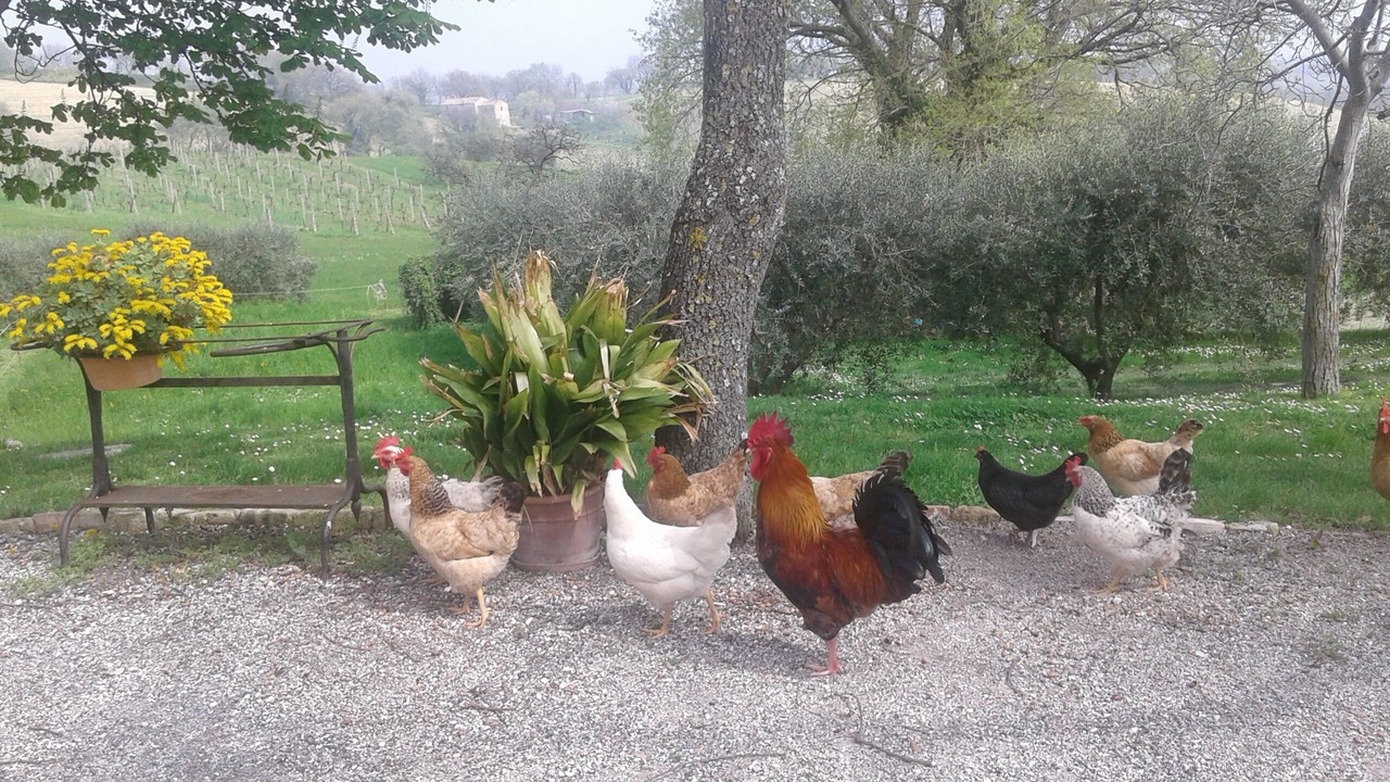 Photo of Outdoor in Serrungarina