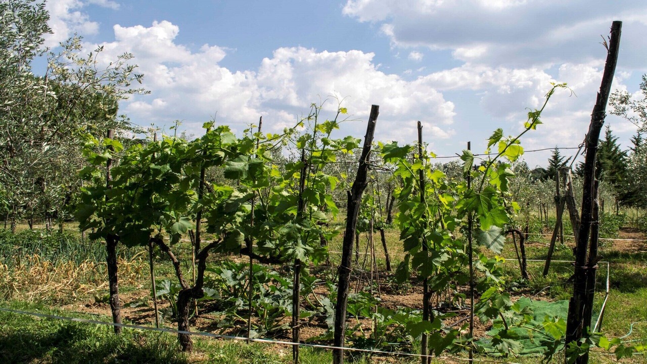 Photo of Outdoor in San Casciano in Val di Pesa