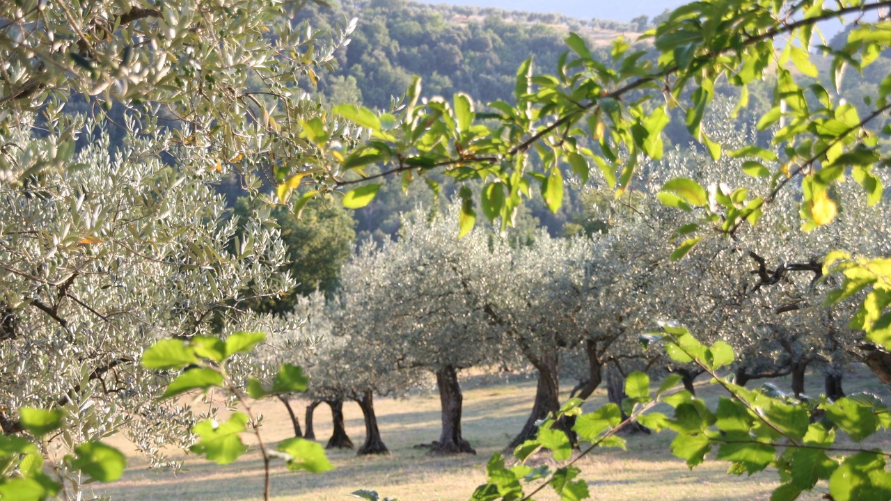 Photo of Outdoor in Gualdo Cattaneo