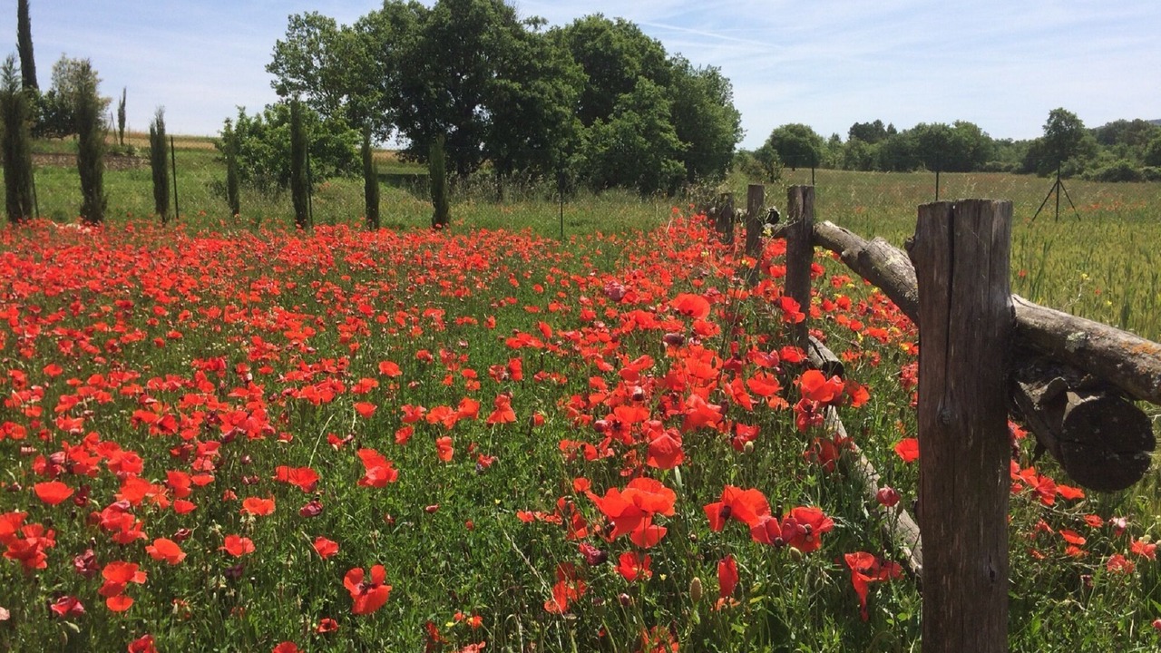 Photo of Outdoor in Monteriggioni