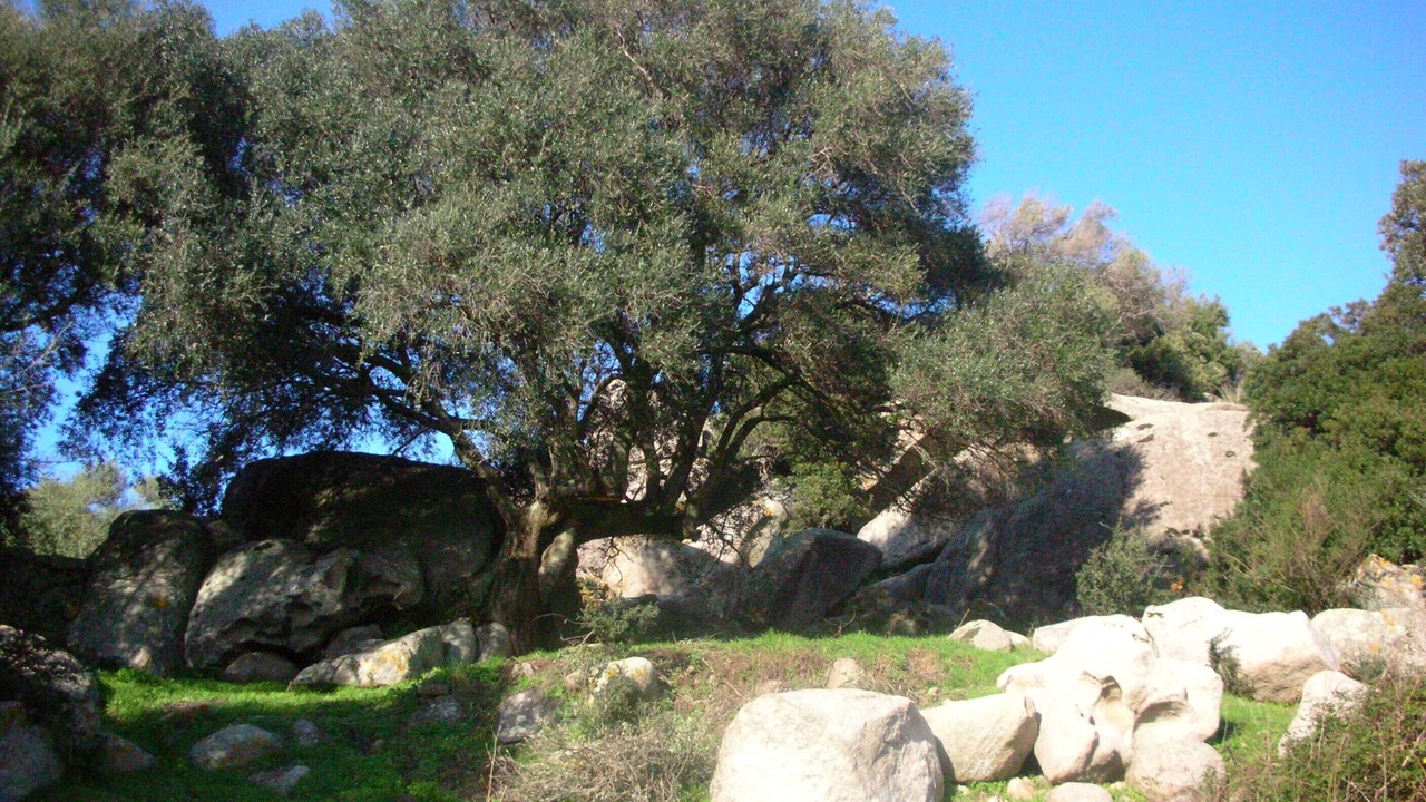Photo of Others in Luogosanto
