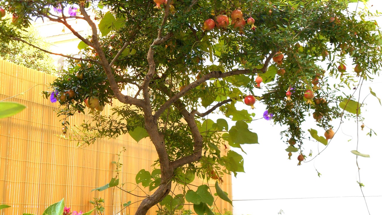 Photo of Outdoor in Gianicolo