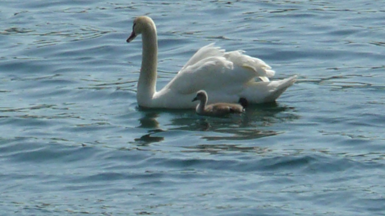 Photo of Others in Isle of Luing