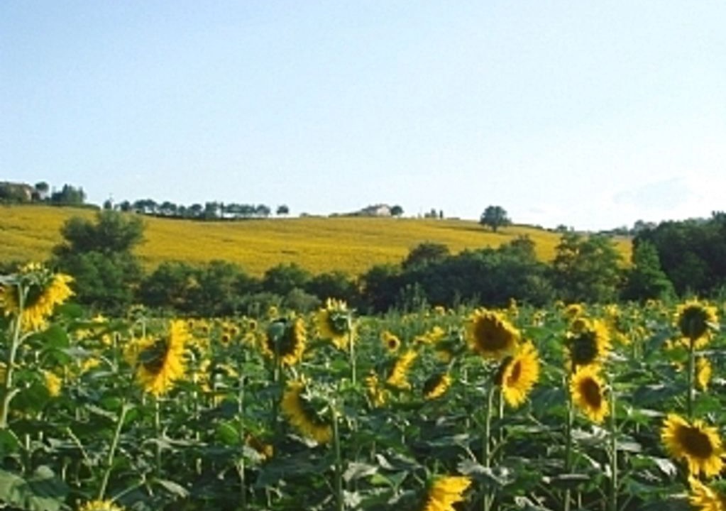Photo of Outdoor in Treia