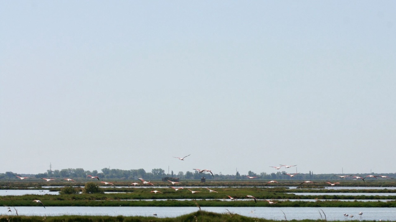 Photo of Others in Lido di Pomposa
