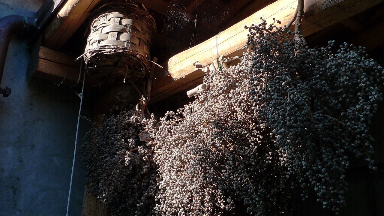 Photo of Outdoor in Pisano