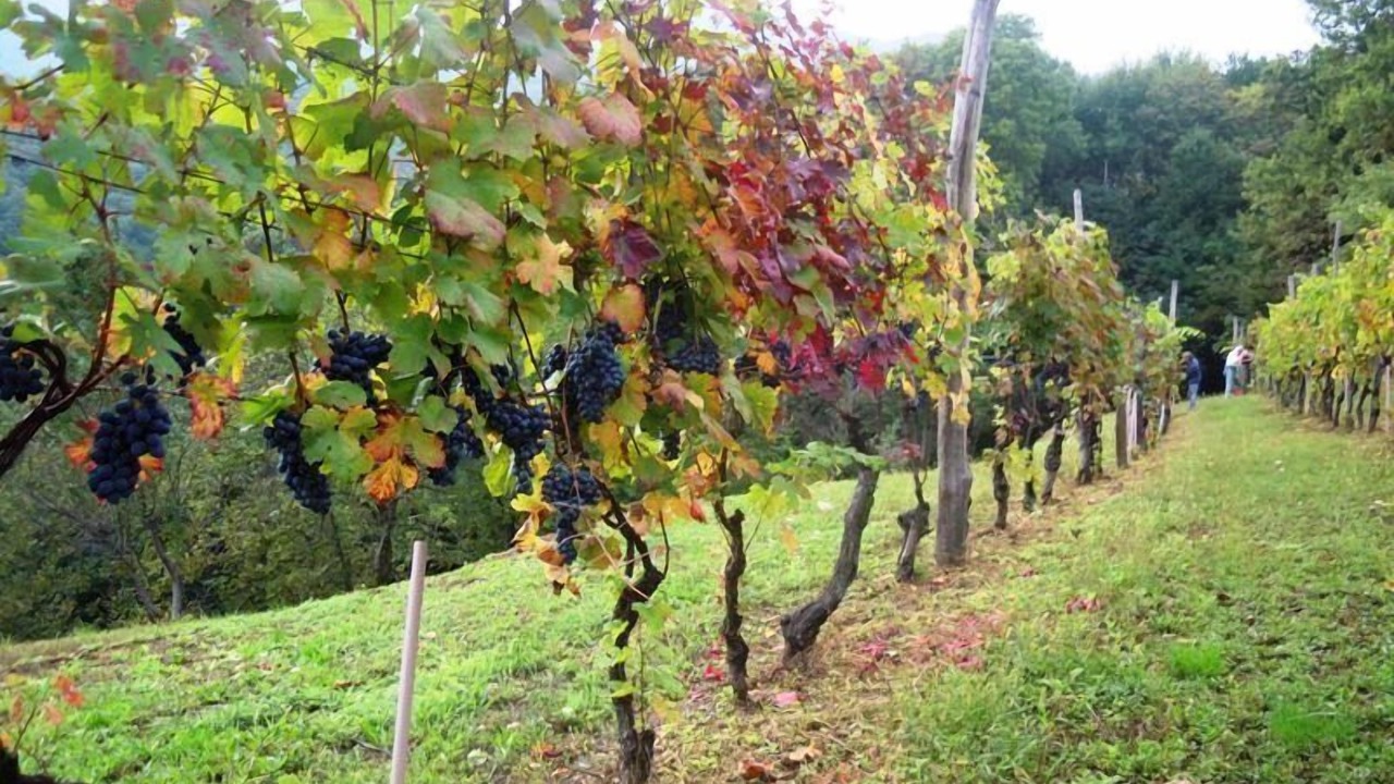 Photo of Outdoor in San Secondo di Pinerolo
