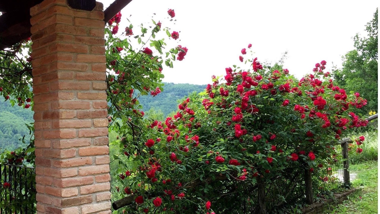 Photo of Outdoor in Mologno
