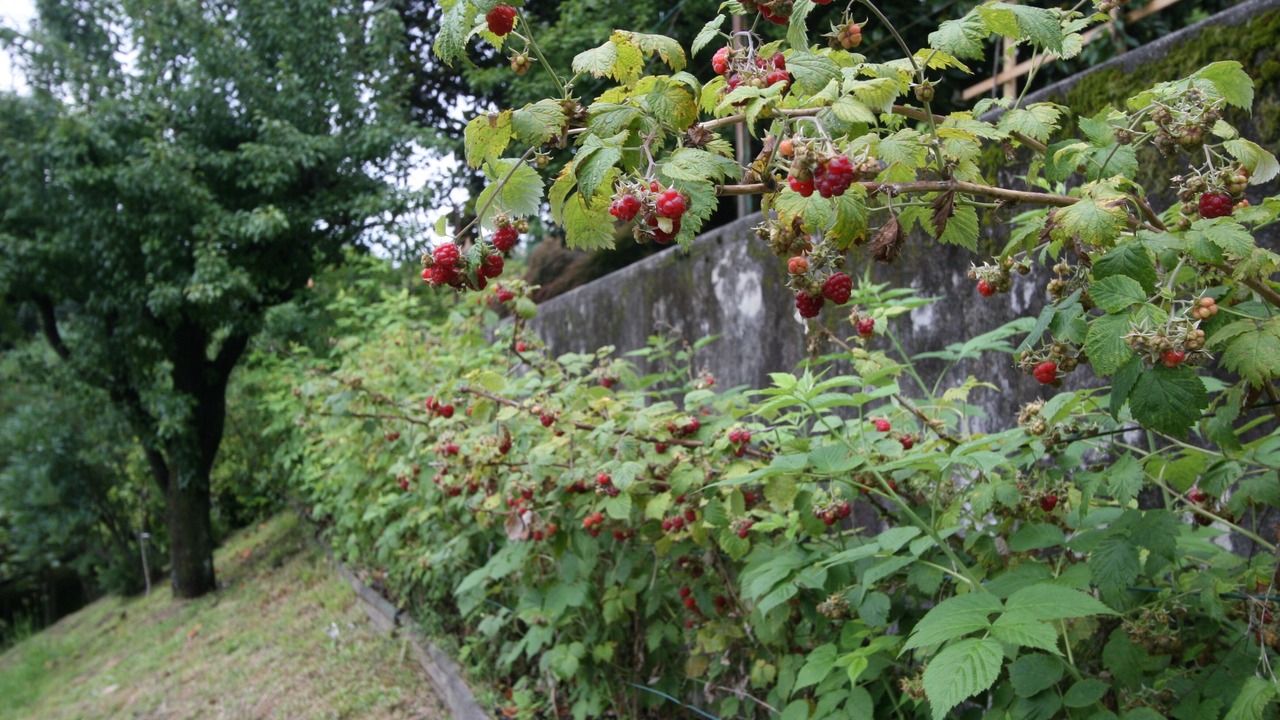 Photo of Outdoor in Pettenasco