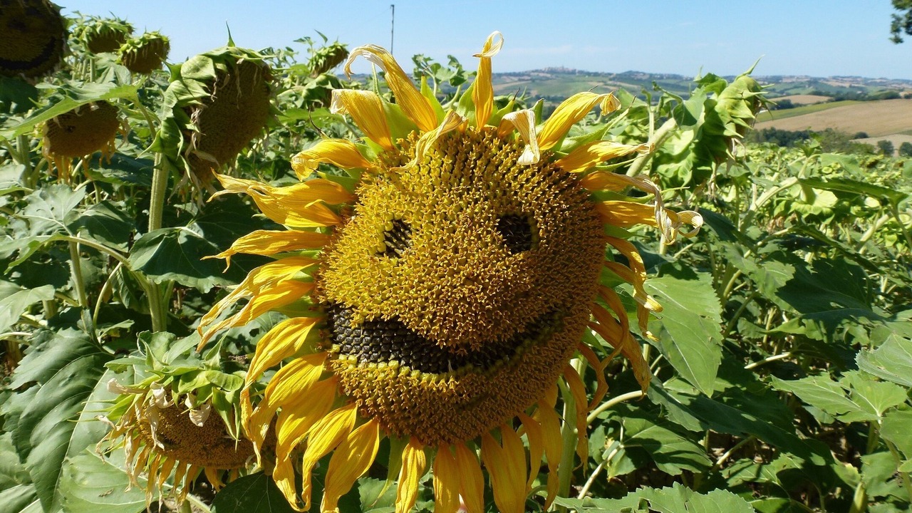 Photo of Outdoor in Montecarotto