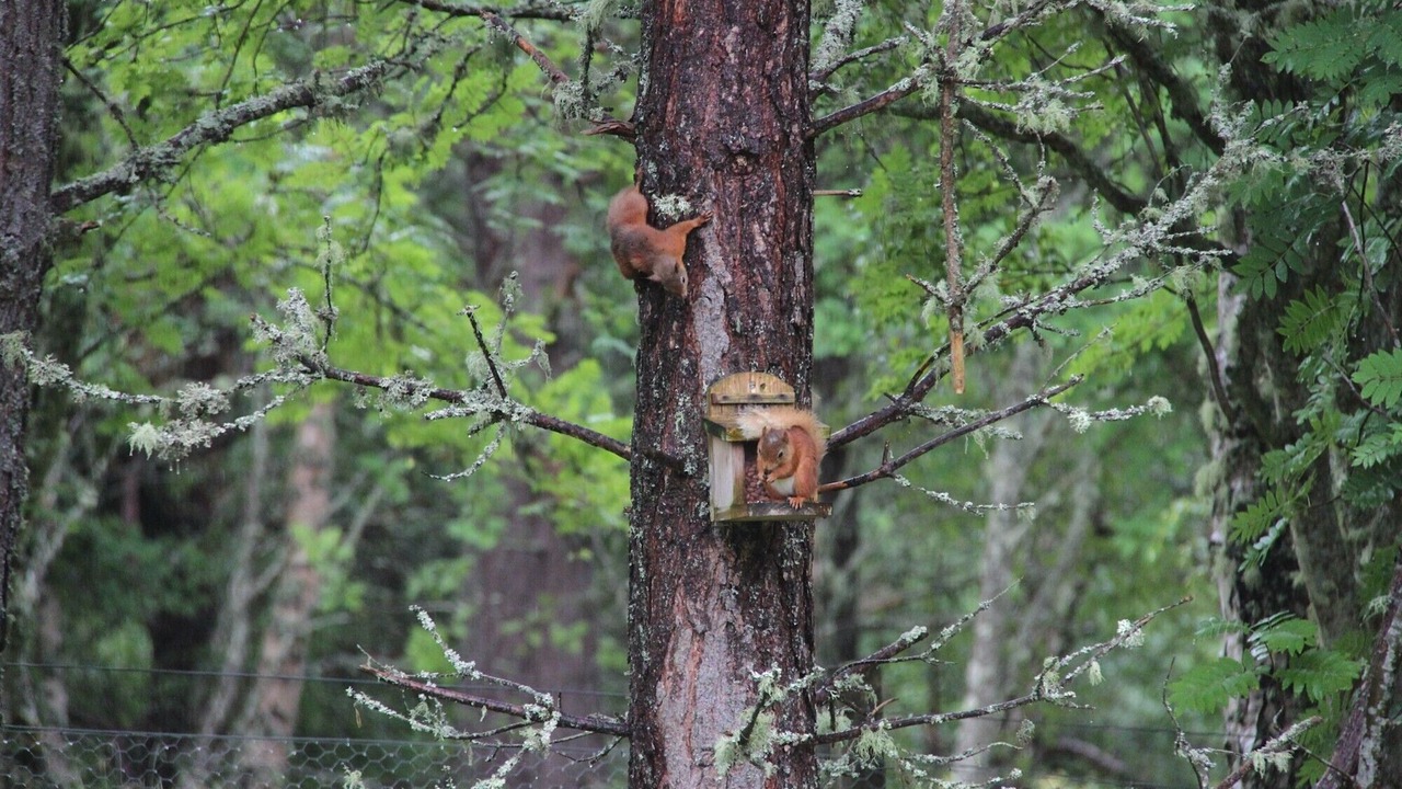 Photo of Outdoor in Nethy Bridge