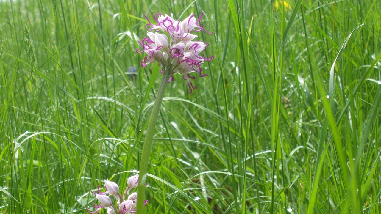 Photo of Outdoor in Garda